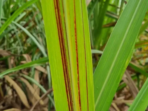 Comamonadaceae