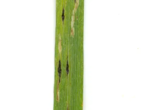 Sphaerulina oryzina
