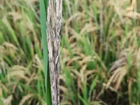 Rice ephelis