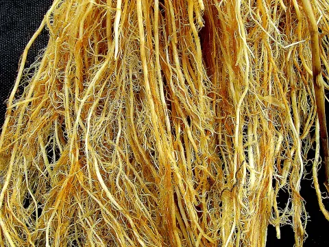 Рисовая корневая нематода