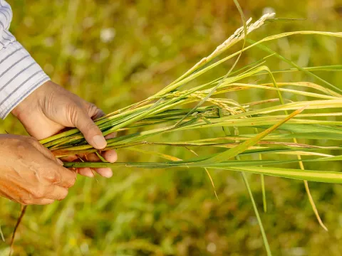 Rice hoja blanca