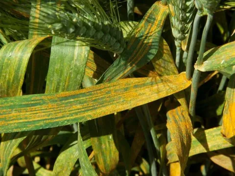 Wheat stripe rust