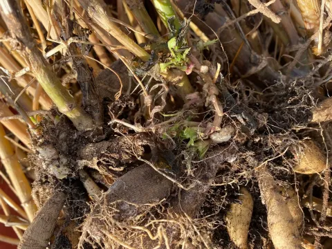 Buds proliferate