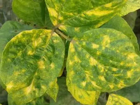 Mungbean yellow mosaic virus