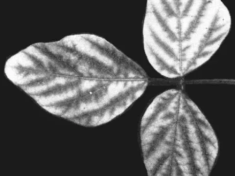 Карликовость сои