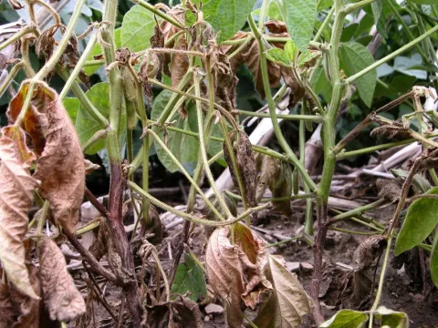 Phytophthora root rot of soybean