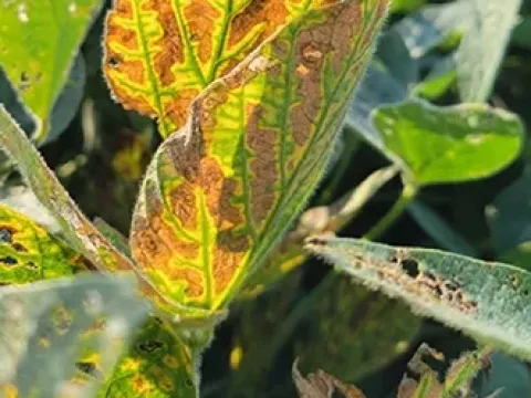 Важка карликовість сої