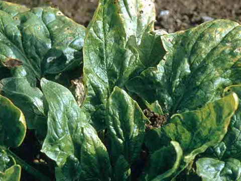 Spinach curly top