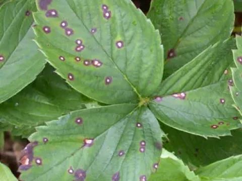 Strawberry leaf spot