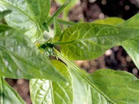 Pepper veinal mottle virus
