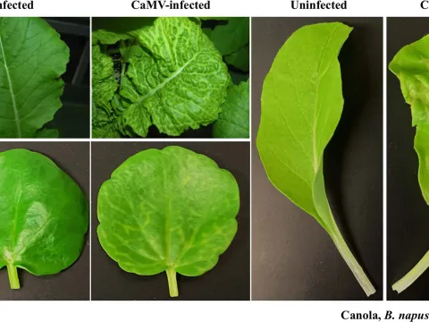 Caulimovirus