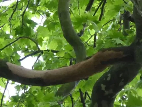 Massaria canker