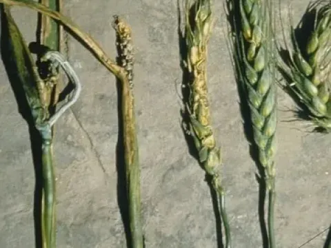 Wheat gumming disease