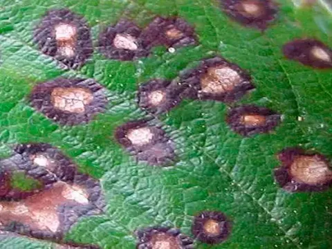 Alternaria leaf spot of Datura