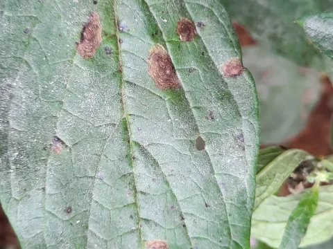 Alternaria leaf spot of sesame