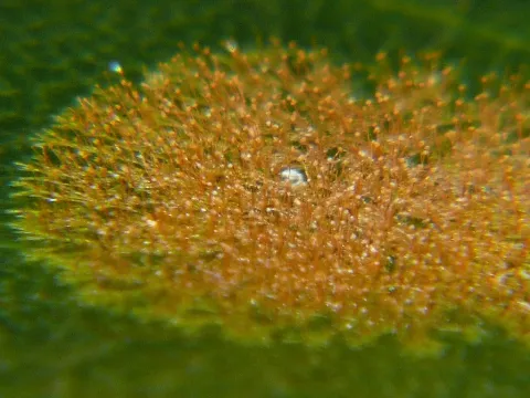 Hydrococcaceae