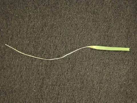 Ascochyta paspali