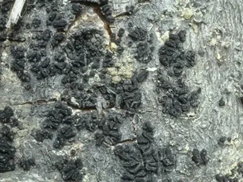 Atropellis canker