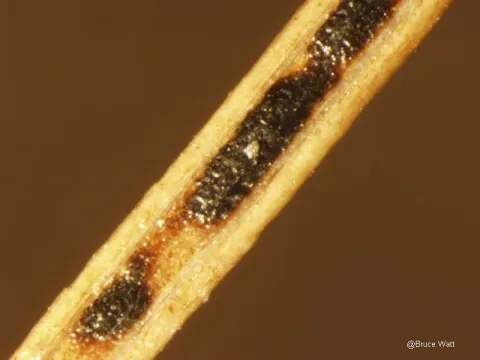 Bifusella linearis