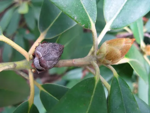 Briosia blight