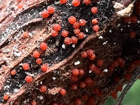Calonectria ilicicola