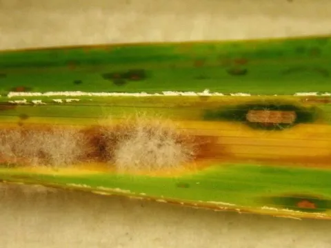 Bionectriaceae