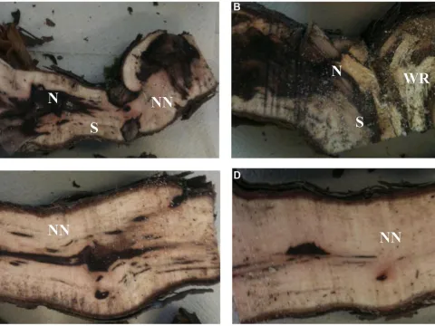 Cellulomonas