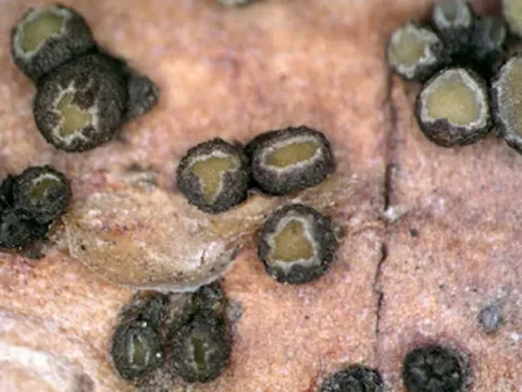 Cenangium dieback