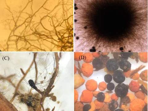 Cenococcum graniforme
