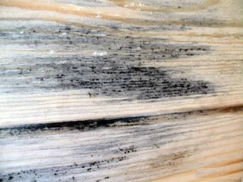 Blue stain fungus