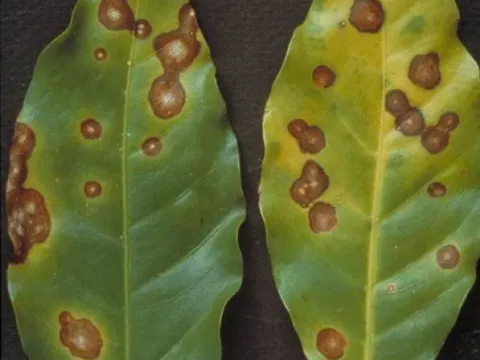 Coffee phyllosticta leaf spot
