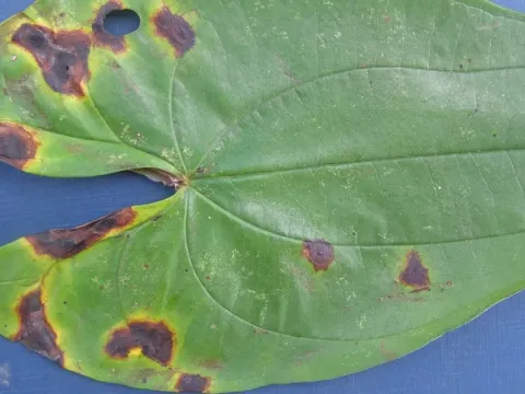 Pseudocercospora leaf spot of yam