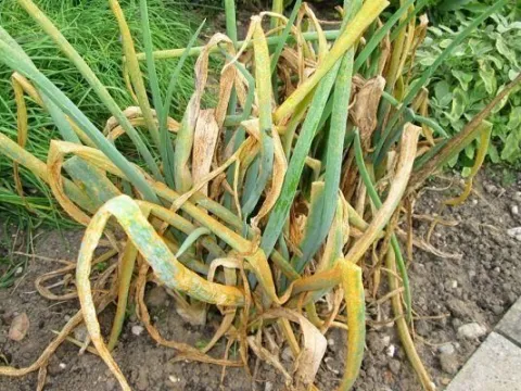 Cercospora leaf spot