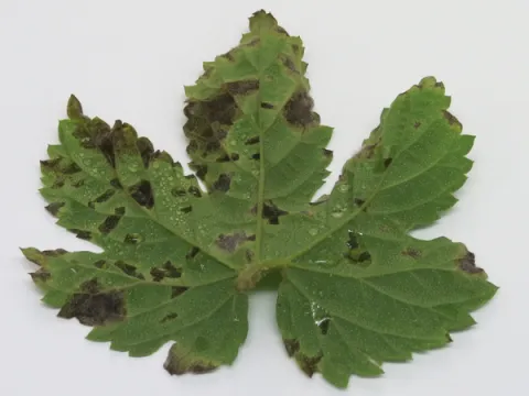 Hop pseudocercospora leaf spot