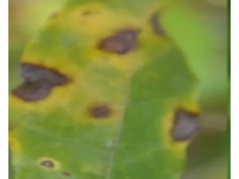Acarocybella jasminicola