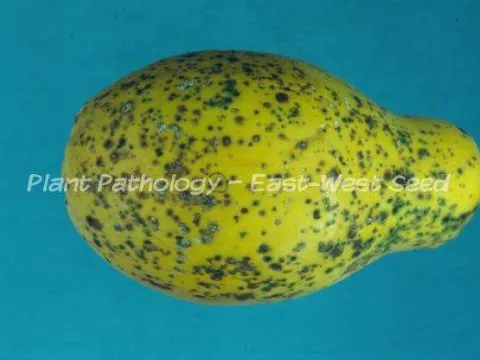 Cercospora spot of papaya
