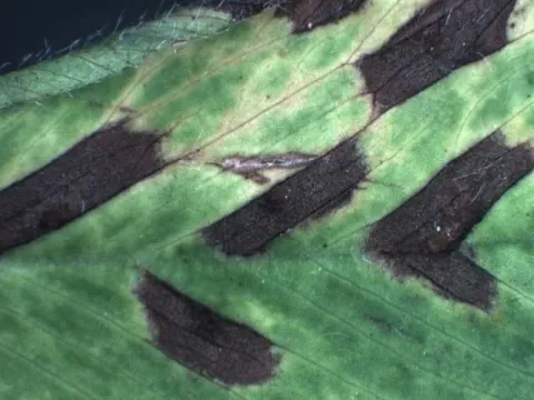 Clover cercospora leaf spot