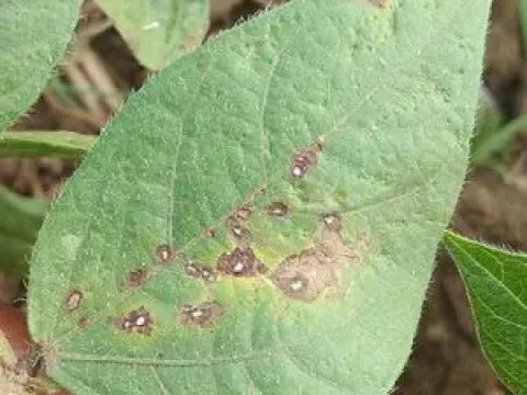 Cercospora leaf spot of legumes