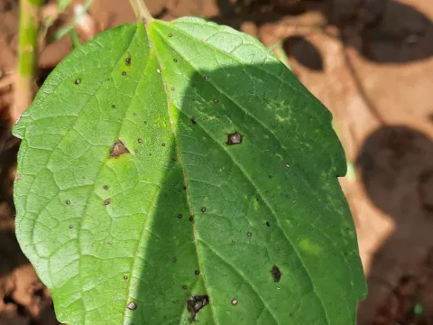 Sesame cercospora leaf spot