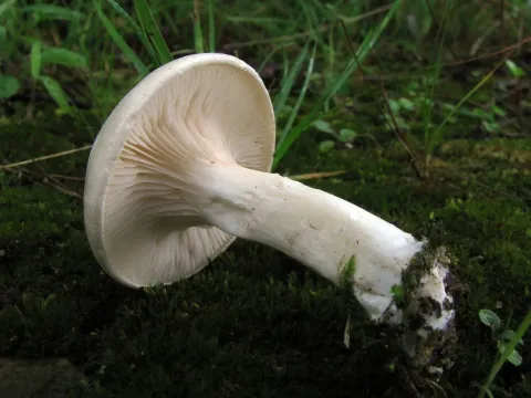 Clitopilus prunulus