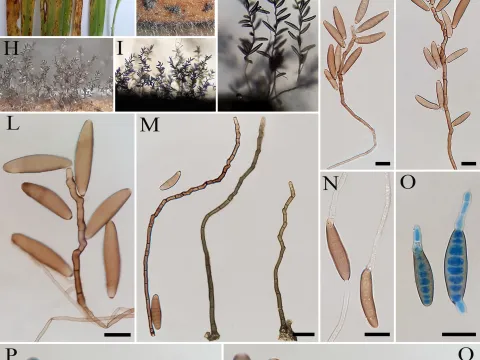 Bipolaris leaf spot