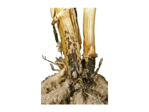 Glomerella graminicola