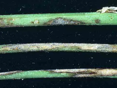 Clover anthracnose