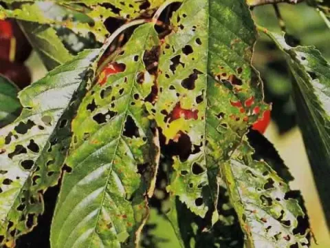 Shot hole disease