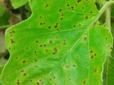 Corynespora leaf spot of eggplant