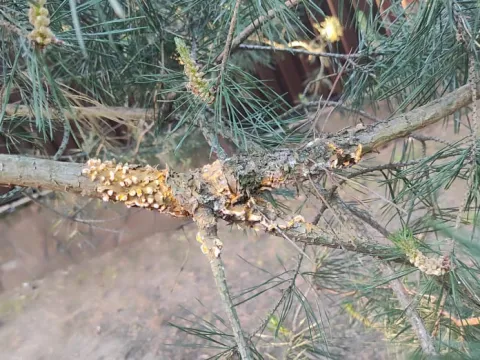 Blister rust