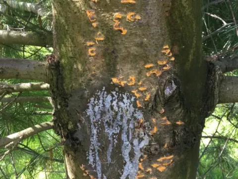 White pine rust