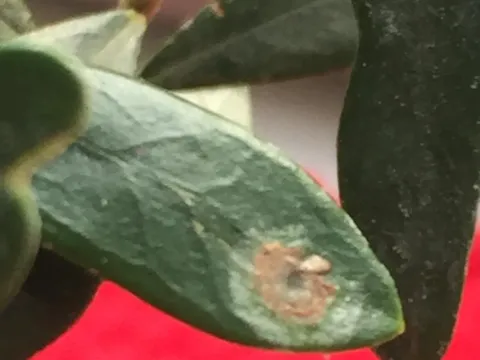 Olive peacock spot