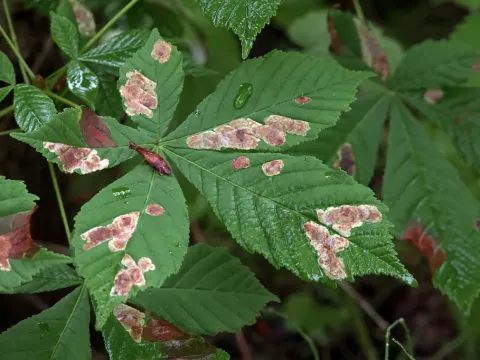 Chestnut Septoria leaf spot