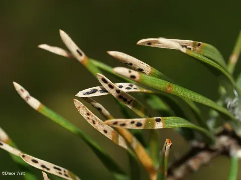 Davisomycella